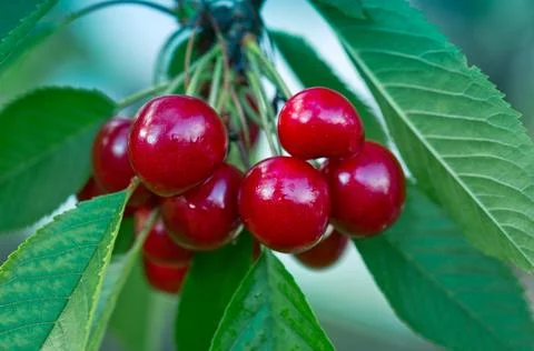 Close up on big Cherries hanging on a cherry tree branch. Stock Photos
