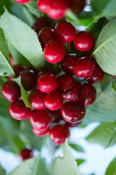 Close up on big Cherries hanging on a cherry tree branch. Stock-Fotos