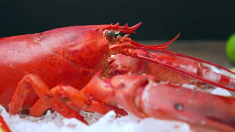 Close-up of a big cooked red lobster on crushed ice with lemon, lime on the side Stock Footage 146341595