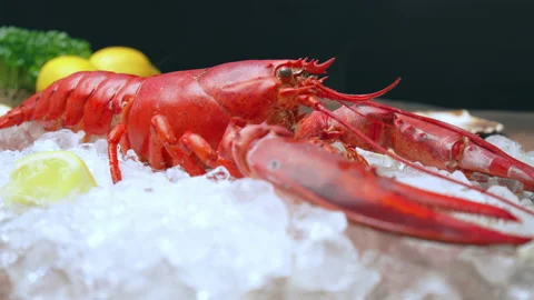 Close-up of a big cooked red lobster on crushed ice with lemon, lime on the side Stock Footage 146341663