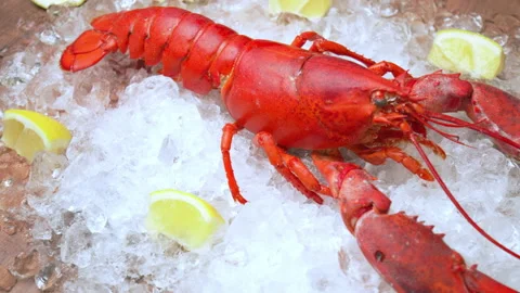 Close-up of a big cooked red lobster on crushed ice with lemon, lime on the side Stock Footage 146341985