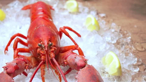 Close-up of a big cooked red lobster on crushed ice with lemon, lime on the side Stock Footage 146342005