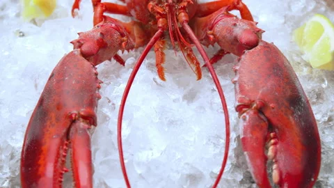 Close-up of a big cooked red lobster on crushed ice with lemon, lime on the side Video stock 146342257
