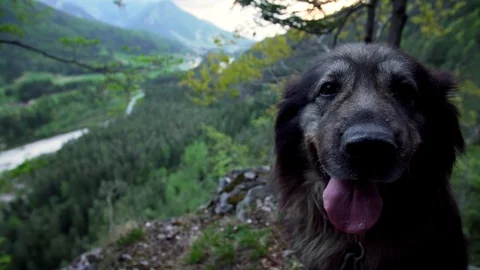 Close up of a big cute dog sitting on top of a cliff Stock Footage 107532147