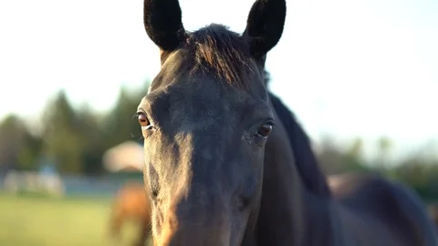 Close Up: Big Dark Brown Mare Horse, Horse Staring at Camera, 4K Stock Footage 105422634