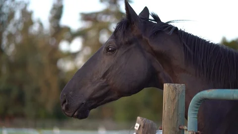 Close Up: Big Dark Brown Stallion Horse, 4K 库存影片 105422902