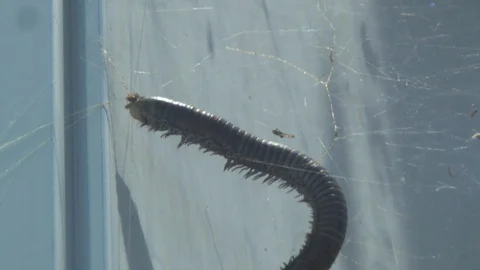 Close-up of a big dead worm stuck in a dirty spider web Stock Footage 113938815