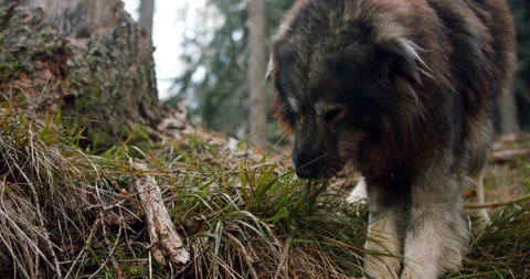 Close up of a big dog eating grass Stock Footage 149491582