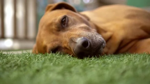 Close Up Big Dog Sleeping On A Grass Video stock 159557141