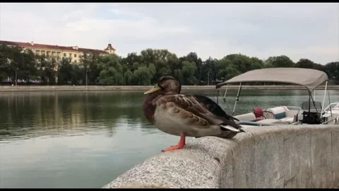 Close up big Duck Stock Footage 94832493