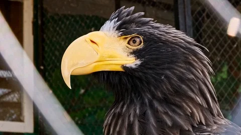 Close up big eagle in a zoo cage. Concept of imprisonment. Stock Footage 116746688