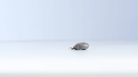 Close up of big fat tick crawling on white table. Concept: parasite Stock Footage 123217046