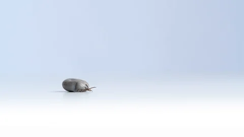 Close up of big fat tick crawling on white table. Concept: parasite Video stock 123217198