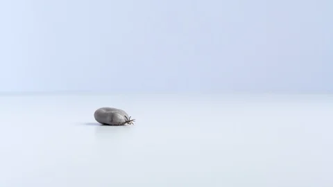 Close up of big fat tick crawling on white table. Concept: parasite Video stock 123217419