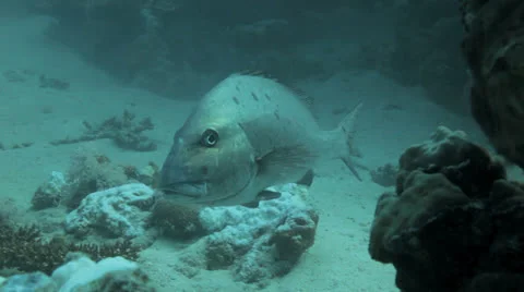 Close up with big fish Stockbeeldmateriaal 22713652