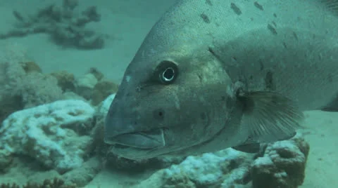 Close up with big fish Stock Footage 22713972