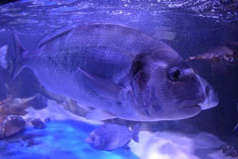 Close up big fish. Foto stock