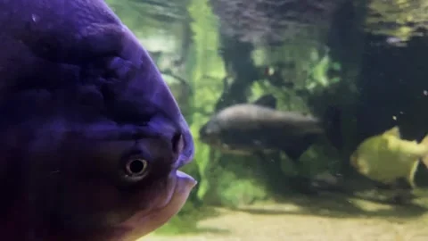 Close-up big fish slowly moving along the bottom of the aquarium in muddy water Stock Footage 244482760
