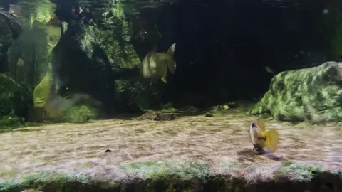 Close-up big fish slowly moving along the bottom of the aquarium Stock Footage 246976607