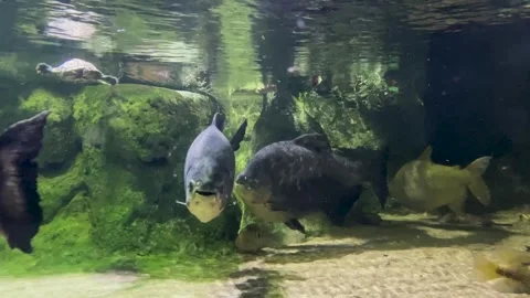 Close-up big fish slowly moving along the bottom of the aquarium in muddy water Stock Footage 246977042