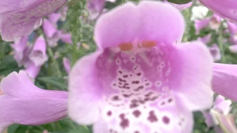 Close-up of a big flower o a Digital purpurea Видео 88992215