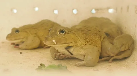 Close up big frogs Stock Footage 51871621