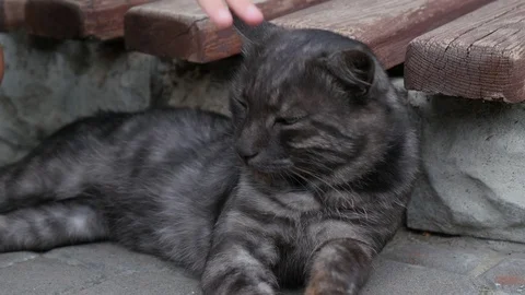 Close up of big gray fluffy cat and baby hand Stock Footage 126810517