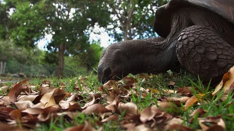 Close-up of a big gray turtle that eats grass from the ground in a park. Stock Footage 104924288