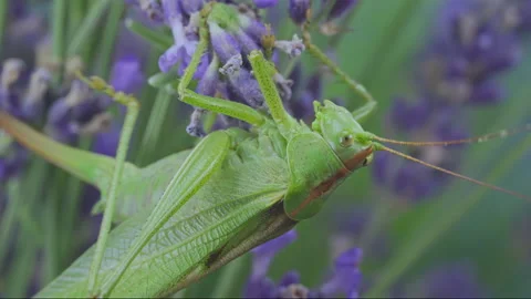 Close up of big green grasshopper sits among blooming with vibrant purple Stock Footage 341295020