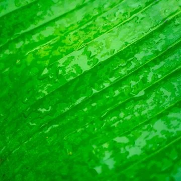 Close up Big Green leaf after the rain,Close up banana leaf. Stock Photos