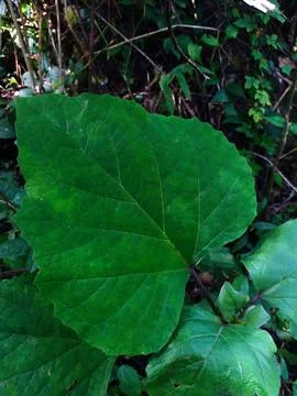 Close up big green leaf in the deep jungle or forest Stock Photos