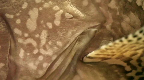 Close up of a big Grouper Stock Footage 788244