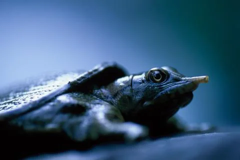 Close-up of a Big-headed turtle. Stock Photos