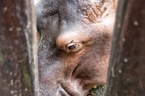 Close up of a  big hippo Stock Photos