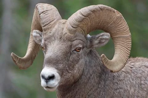 Close-up of a Big Horn Sheep Stockfoto's