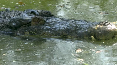 Close-up of big Jaws and head of a crocodile in a swamp marsh Stock Footage 172440753