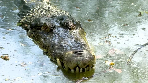 Close-up of big Jaws and head of a crocodile Stock Footage 172440799