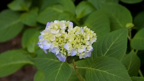 Close Up of Big Leaf Hydrangea Flower Stock Footage 95248683