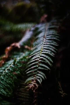 Close up of big leaf Stock Photos