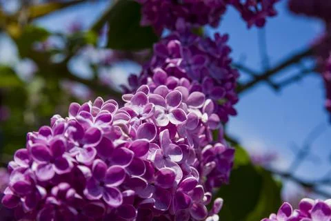 Close-Up of big lilac branch blooms on blurred background Stock Photos