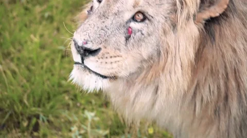 Close-up of a big lion with a scratched muzzle looking up Stock Footage 173607277