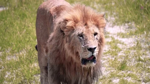 Close-up of a big lion walking in the grass in the sun Stock Footage 173605920