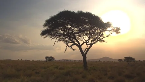 CLOSE UP: Big lush acacia tree against golden setting sun in African savannah Stock Footage 74686294