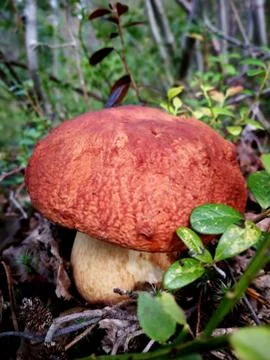 Close up of big mushroom in forest Stock Photos