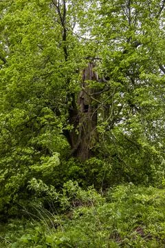 Close-up of big old elm tree Stock Photos