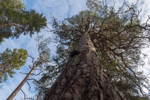 Close up of a big old pine tree in a conservation area from  bottom to top Stock Photos