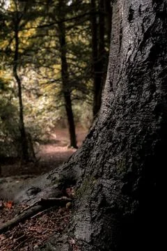 Close up of big old tree  Stock Photos