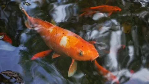 Close-up of a big orange koi fish (Cyprinus rubrofuscus) 库存影片 213963464