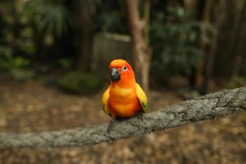 Close up big orange parrot sitting on branch in forest. Foto stock