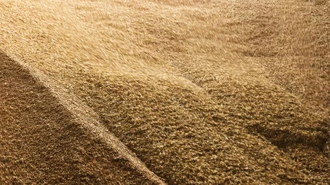 Close up big pile of grain in facility storage. Stock Footage 92965707